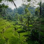 bali des img (5)