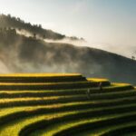 vietnam des img (3)